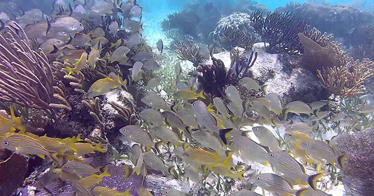 Private Cenote & Reef Snorkel